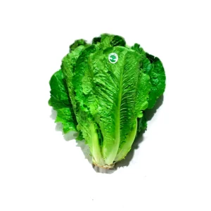 Lechuga rúgula